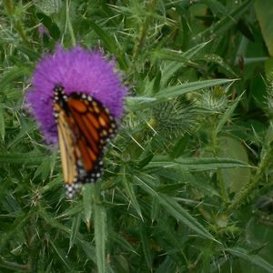 Meet your Posher, Wendy